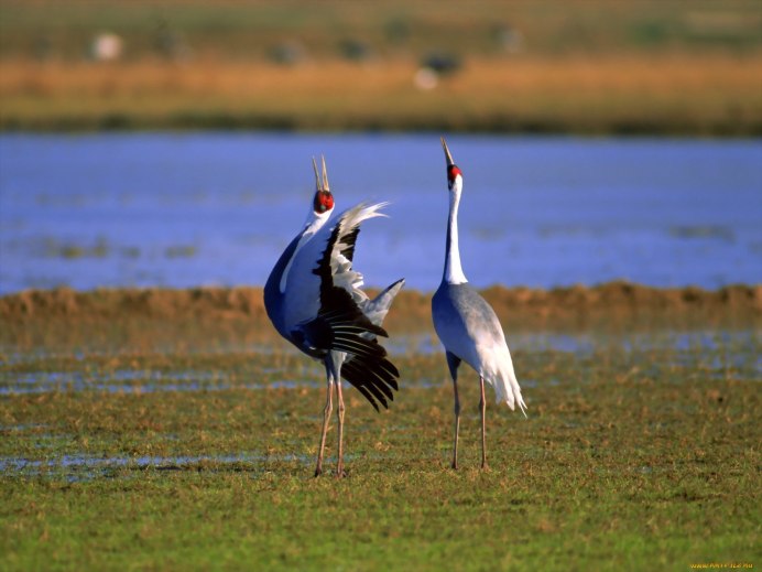 Журавль Аист цапля различия