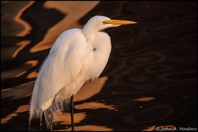 Журавка птица