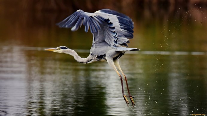 Птица взлетает