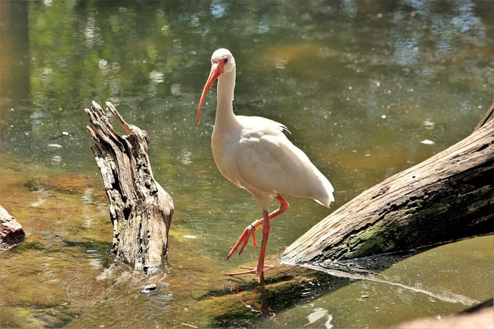 Цапля в полёте