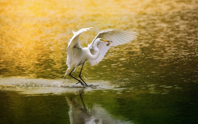 Японская цапля