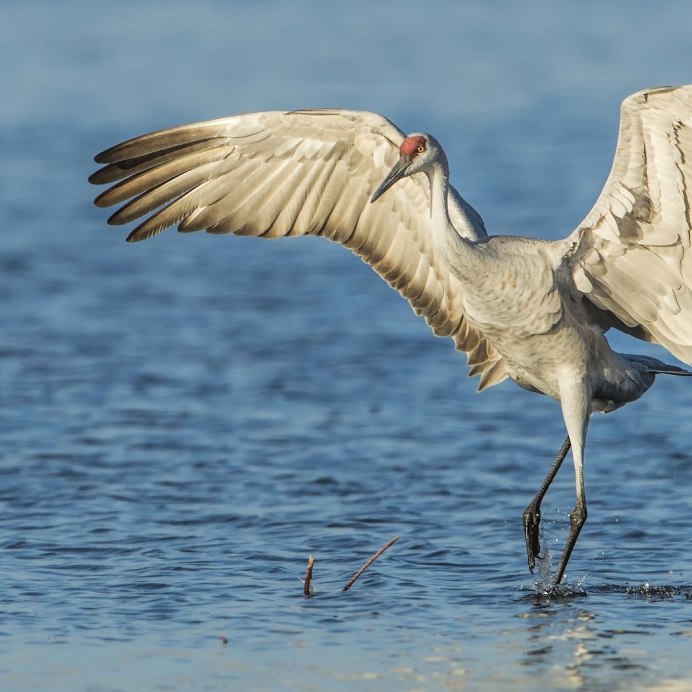 Цапля Уральская