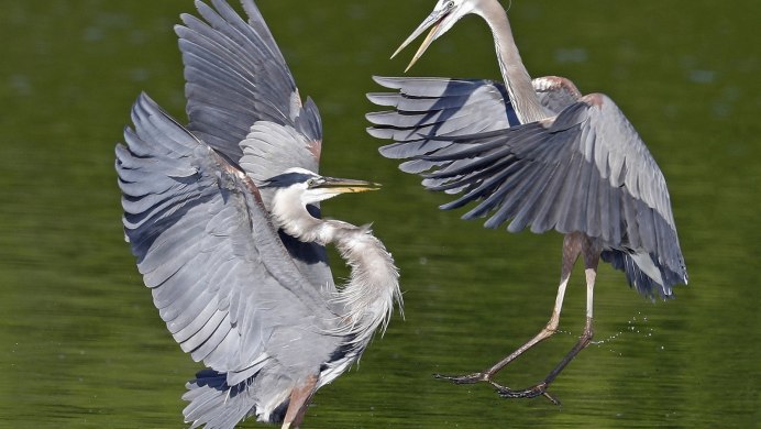 Стерх белый журавль танец