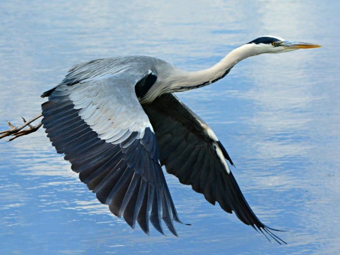 Танцующие Цапли