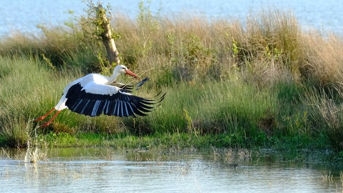 Пруд Журавлиная заводь