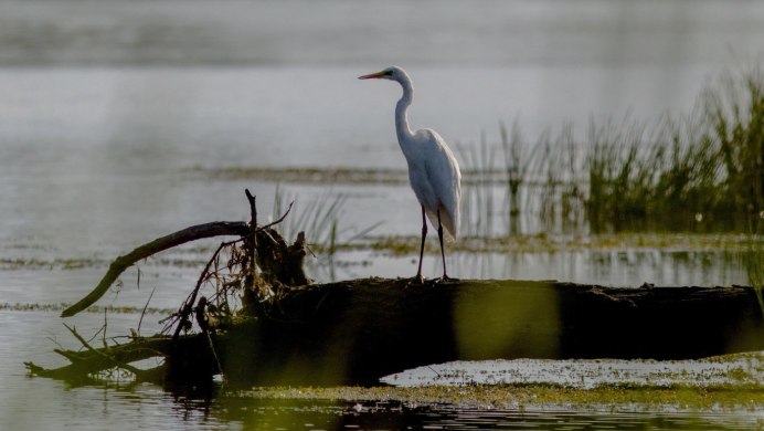Журавль на одной ноге