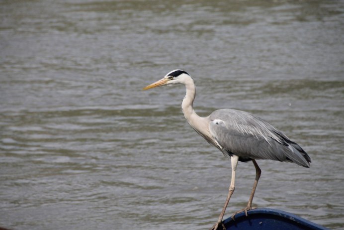 Журавль в воде