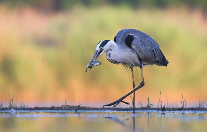 Журавли на озере