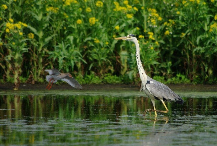 Журавль взлетает