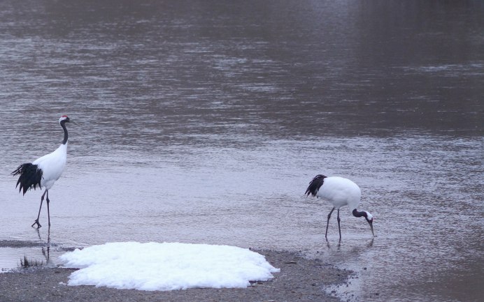 Красноватая цапля Флорида