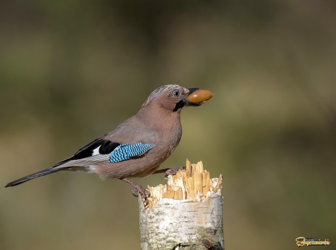 Украшенная Сойка (garrulus lidthi)