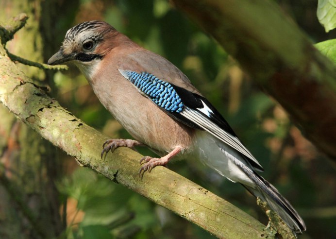 Garrulus glandarius