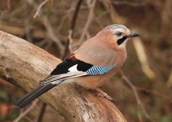 Сойка garrulus glandarius l.