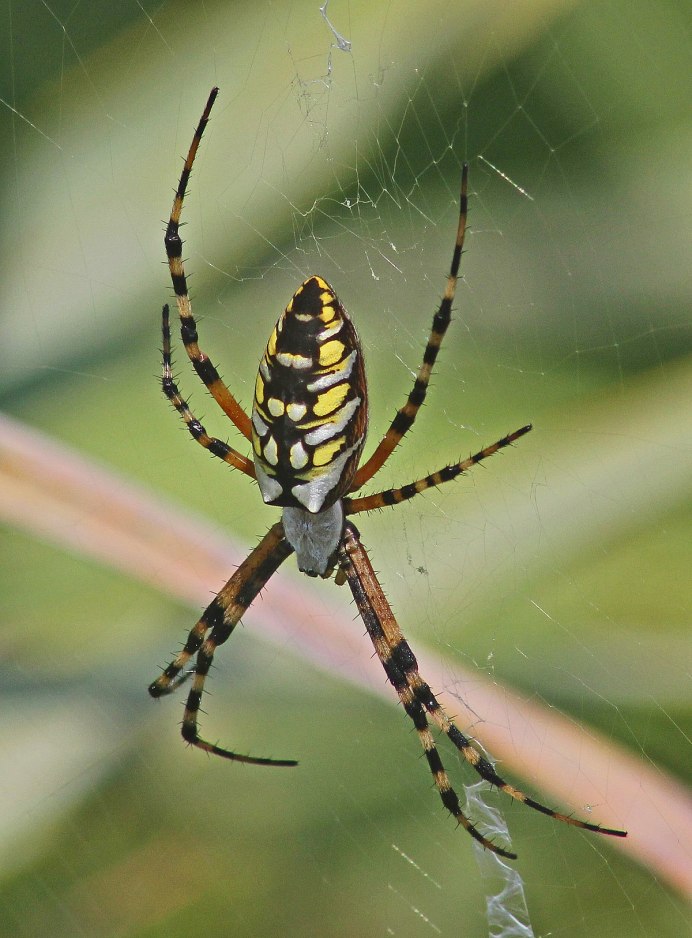 Argiope Australis