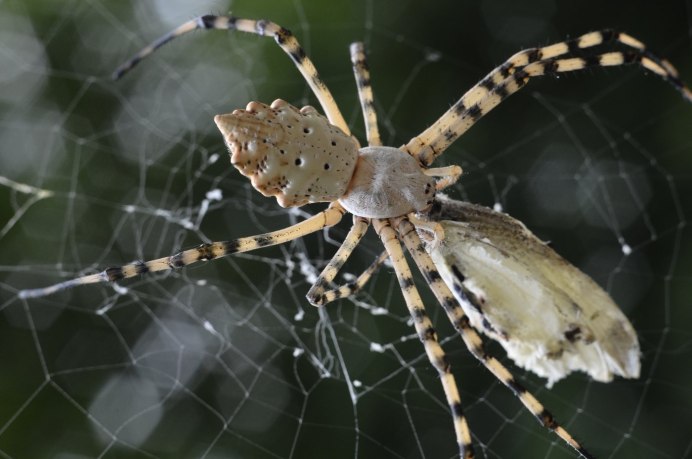 Argiope lobata паук