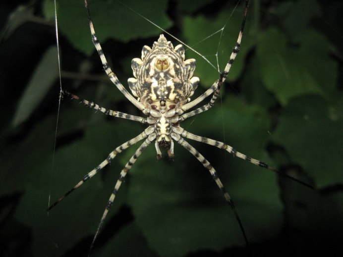 Техасский паук Argiope