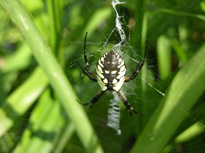 Argiope trifasciata паук