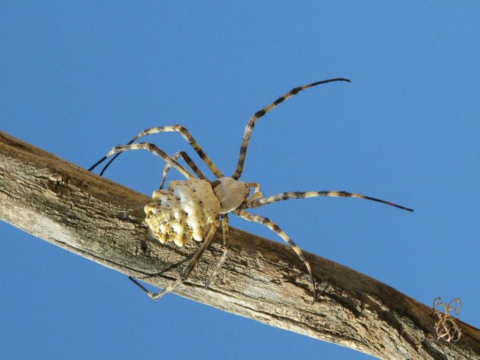 Argiope lobata самка