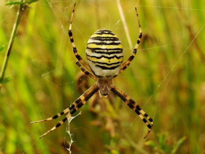 Аргиопа дольчатая (Argiope lobata)