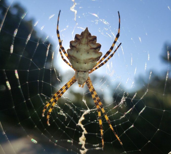 Аргиопа дольчатая Argiope