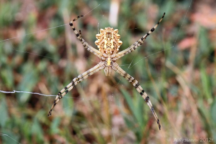 Аргиопа дольчатая (Argiope lobata)