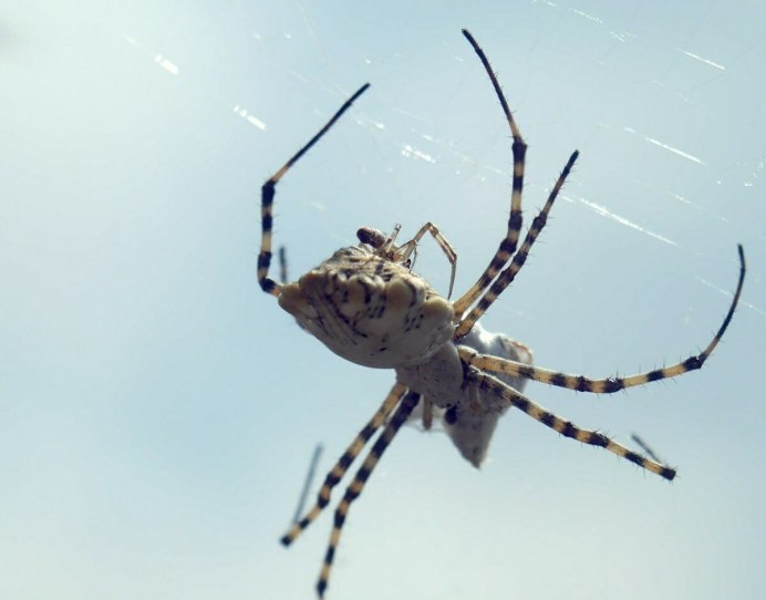 Аргиопа дольчатая (Argiope lobata)