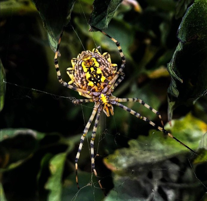 Argiope trifasciata (Banded Garden Spider) паук