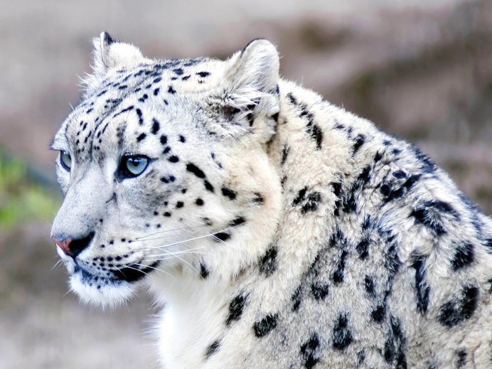 - Снежный Барс (Panthera uncia