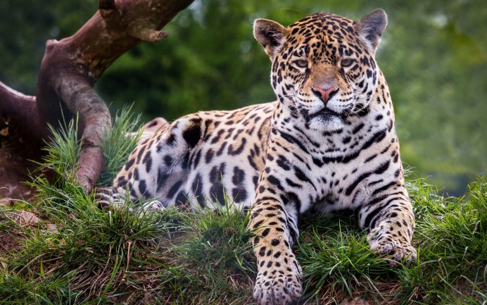 - Снежный Барс (Panthera uncia