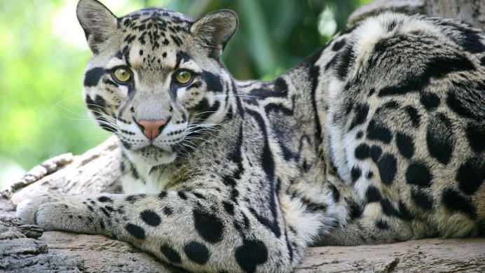 Королевский гепард альбинос