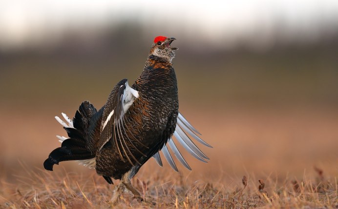 Тетерев - Black Grouse
