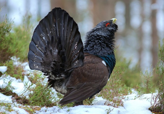 Глухарь - Capercaillie