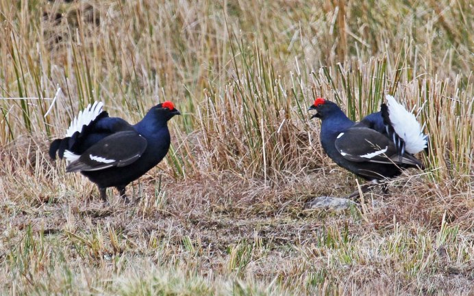 Глухарь (Tetrao urogallus)