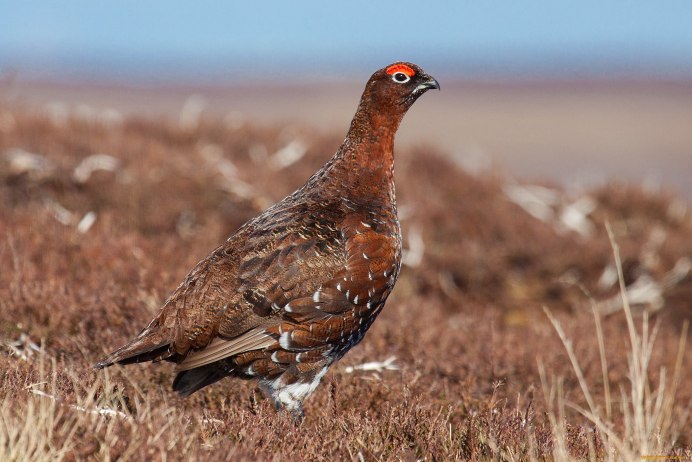 Каменный Глухарь (Tetrao parvirostris)