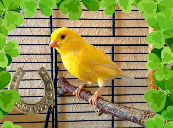 Японские амадины в клетке