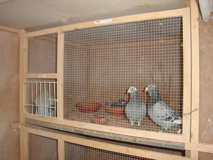 Лайтбек амадины