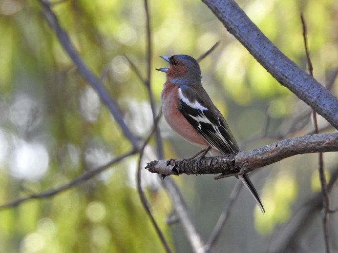 Зяблик (fringilla COELEBS)