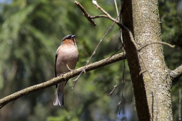 Зяблик (fringilla COELEBS)