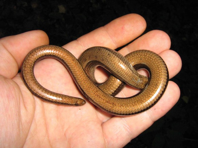 Змея индиго