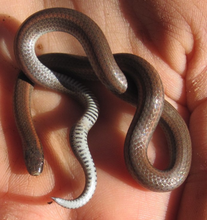 Водяной уж бычколов