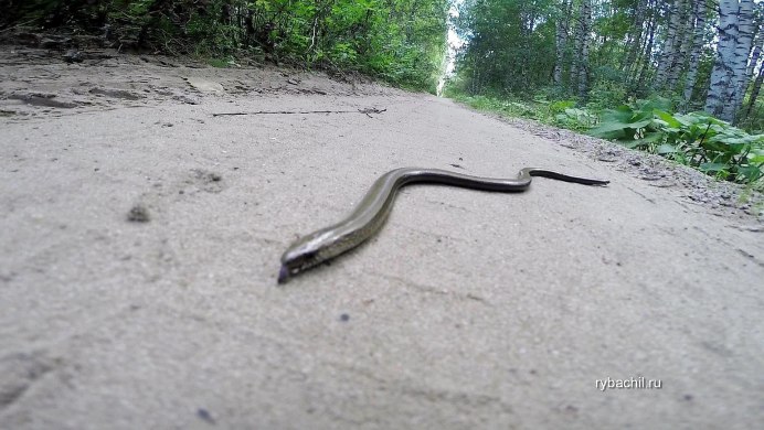 Огнёвка змея в Сибири