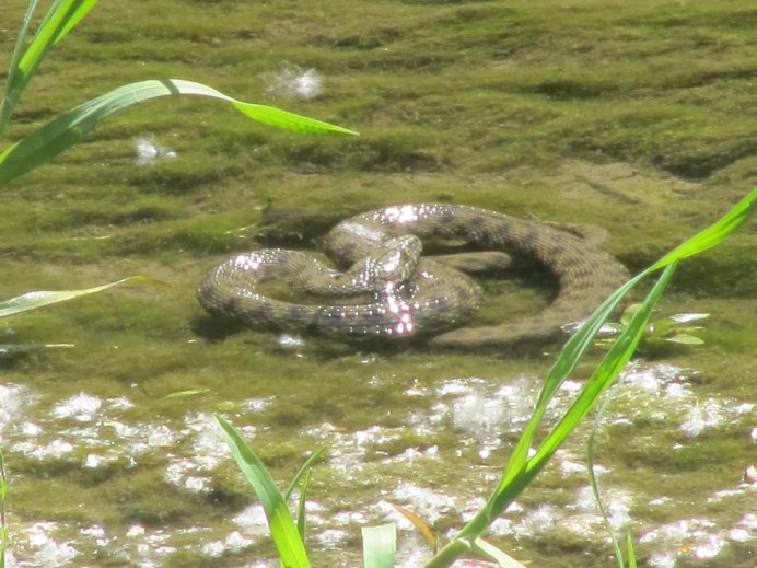 Ядовитые змеи гадюка