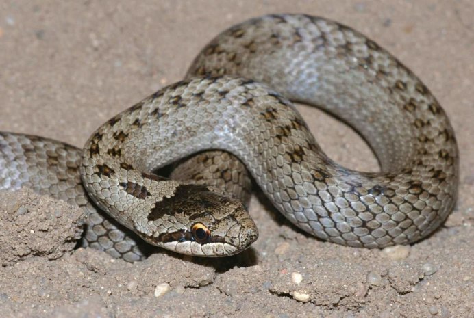 Змея медянка Крымская