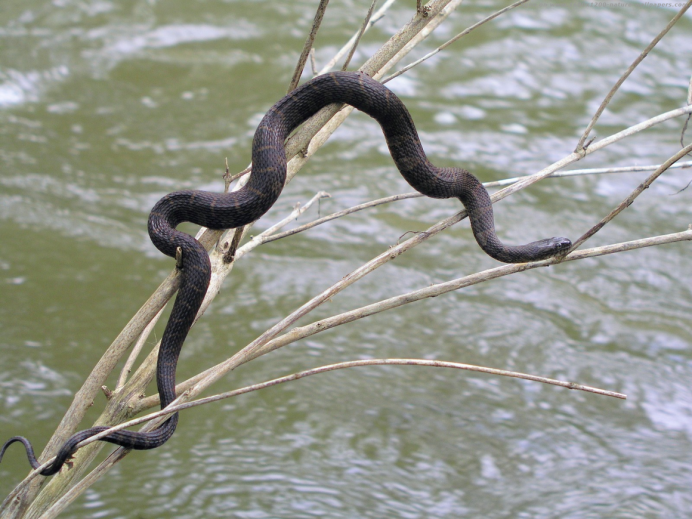 Уж и гадюка медянка полоз
