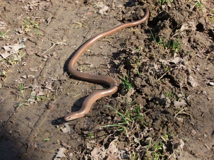 Гадюка медянка