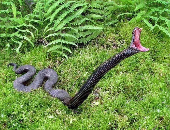 Coronella austriaca обыкновенная медянка