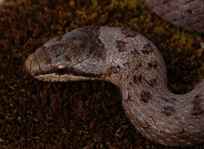 Бушмейстер змея 3000x2000