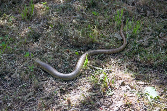 Змея медянка обыкновенная