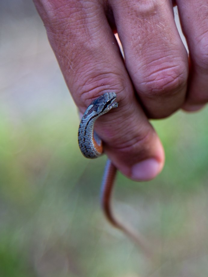 Медянка змея