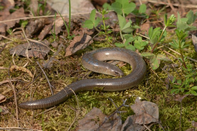 Гадюка медянка